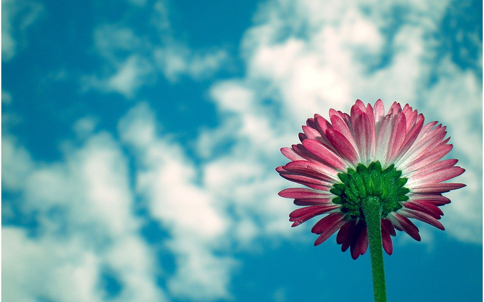 pink Daisy flower under white clouds blue sky HD wallpaper