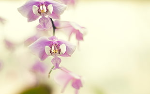 selective focus photography of pink-and-white Moth orchid