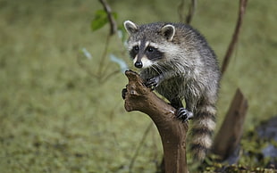 black, brown and white Raccoon