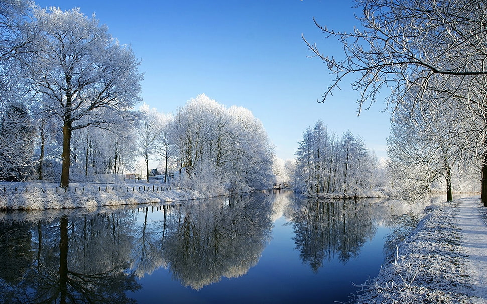 view of snow-covered trees HD wallpaper