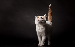 short-coated white cat, cat, animals, simple background, looking up