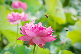 two bees on pink clustered petal flower, lotus