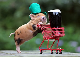 teacup pig wearing green hat pushing red cart with drinking glass