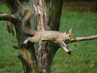 shallow focus photography of brown squirrel on branch of tree