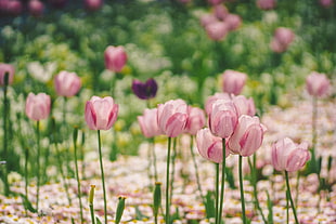 pink petal flowers photography HD wallpaper