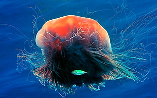 orange and blue jellyfish digital wallpaper, sea, animals, jellyfish