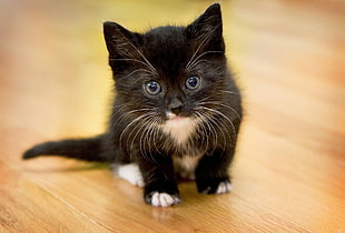 short-coated black kitten closeup photo