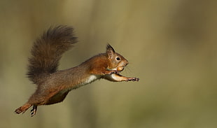 time lapse photography of Squirrel jumping off