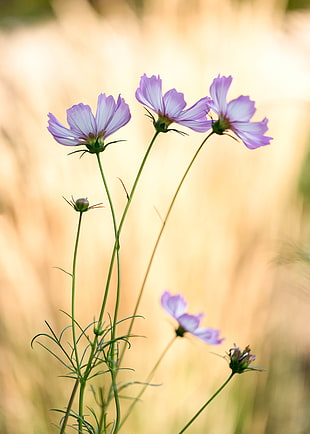pink-and-white Cosmos flowers in bloom at daytime HD wallpaper