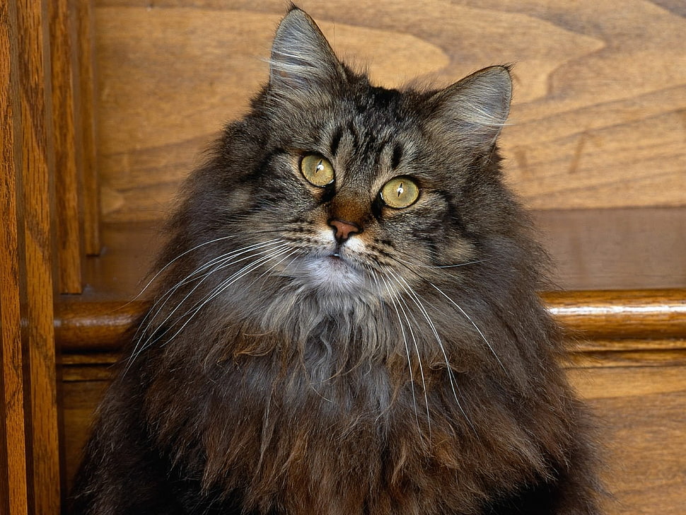 gray and black maine coon cat HD wallpaper
