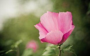 pink poppy flower photography