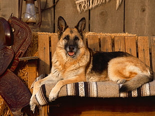 adult black and tan German shepherd, dog, German Shepherd HD wallpaper