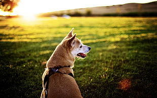 tan dog sitting on grass field outdoor HD wallpaper