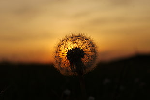Dandelion at golden hour