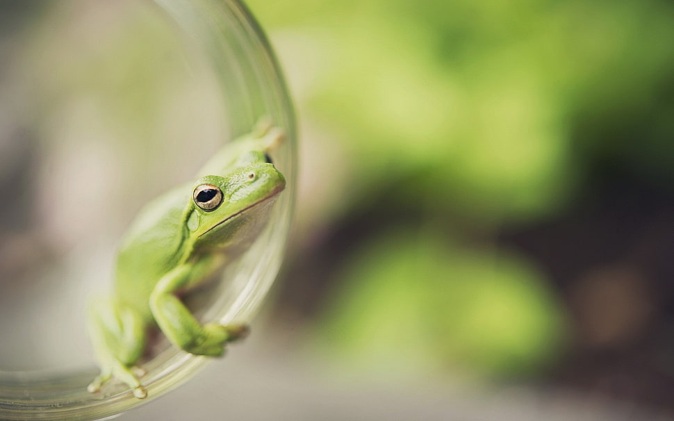 selective focus photo of green frog HD wallpaper