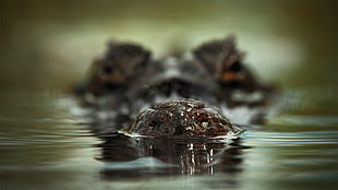 depth of field photography of crocodile center face HD wallpaper