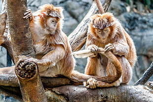 two brown-and-white monkeys, Monkeys, Couple, Care HD wallpaper