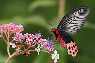 black and pink butterfly tilt-shift lens photography HD wallpaper