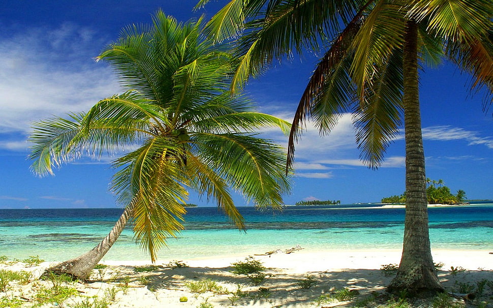 Palm tree, nature, landscape, palm trees, beach HD wallpaper ...