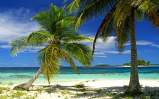 palm tree, nature, landscape, palm trees, beach HD wallpaper