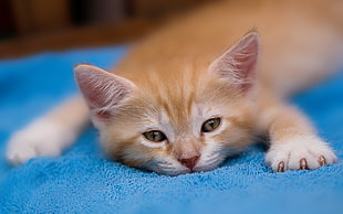 orange tabby kitten lays on blue textile