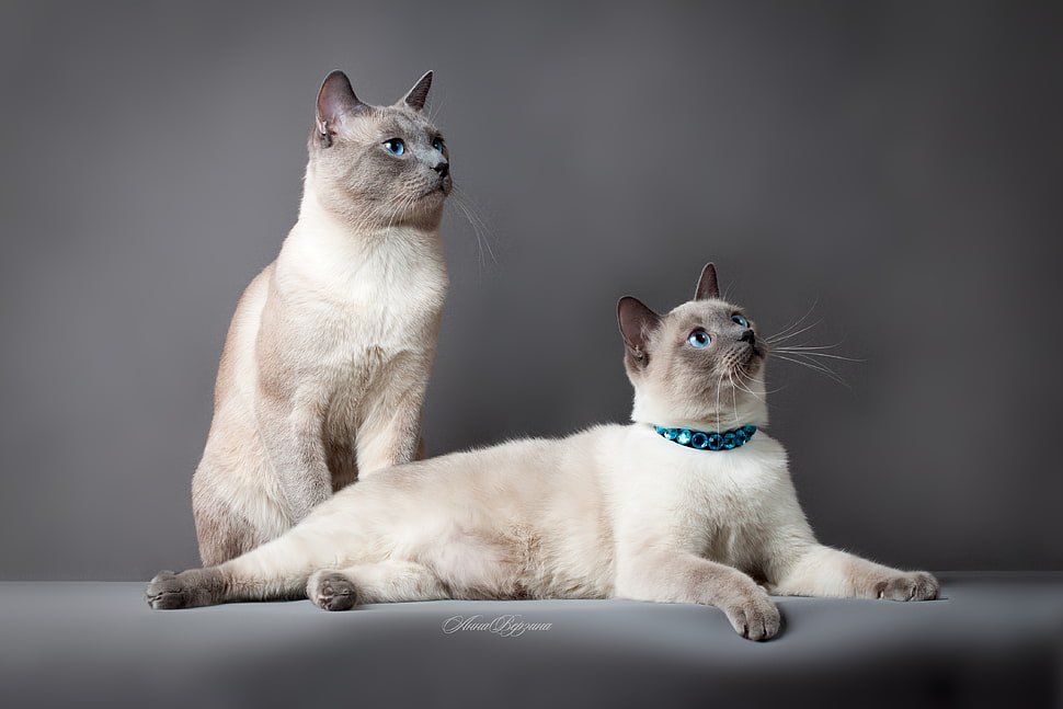 two persian cats HD wallpaper