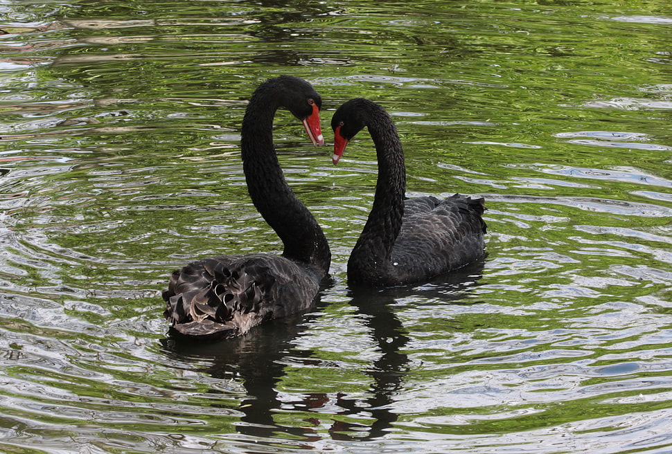 two black swans HD wallpaper