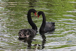 two black swans HD wallpaper