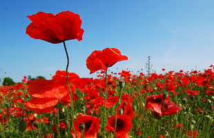 bed of red Poppies HD wallpaper