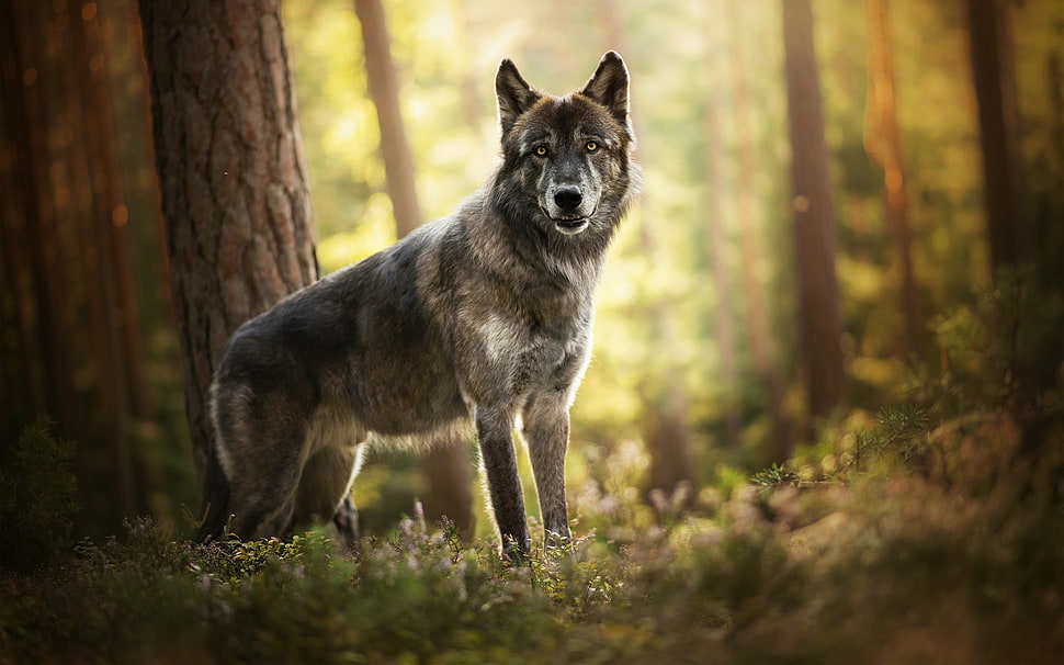 gray and white wolf, nature, wolf, forest, animals HD wallpaper