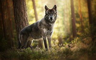 gray and white wolf, nature, wolf, forest, animals