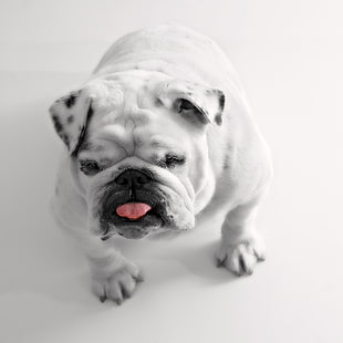 grayscale photo of English Bulldog