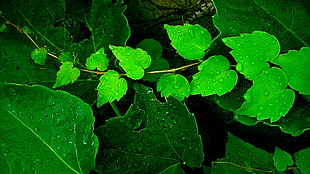 green leave plant