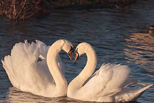 two white swans on river facing each other