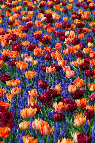 red, brown, and blue floral textile HD wallpaper