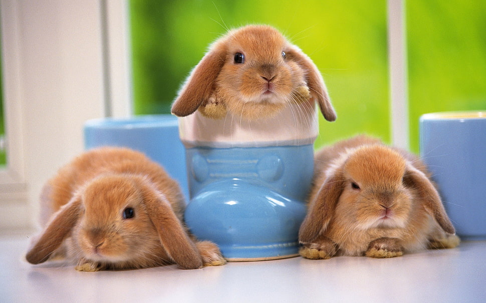 selective focus photography of three brown rabbits HD wallpaper