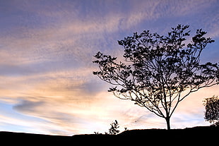 silhouette of tree photo, brazil