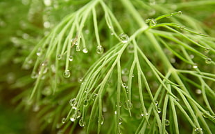 shallow focus photography of green plannt HD wallpaper