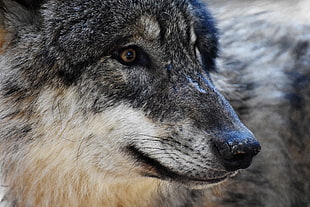 close-up photography of wolf