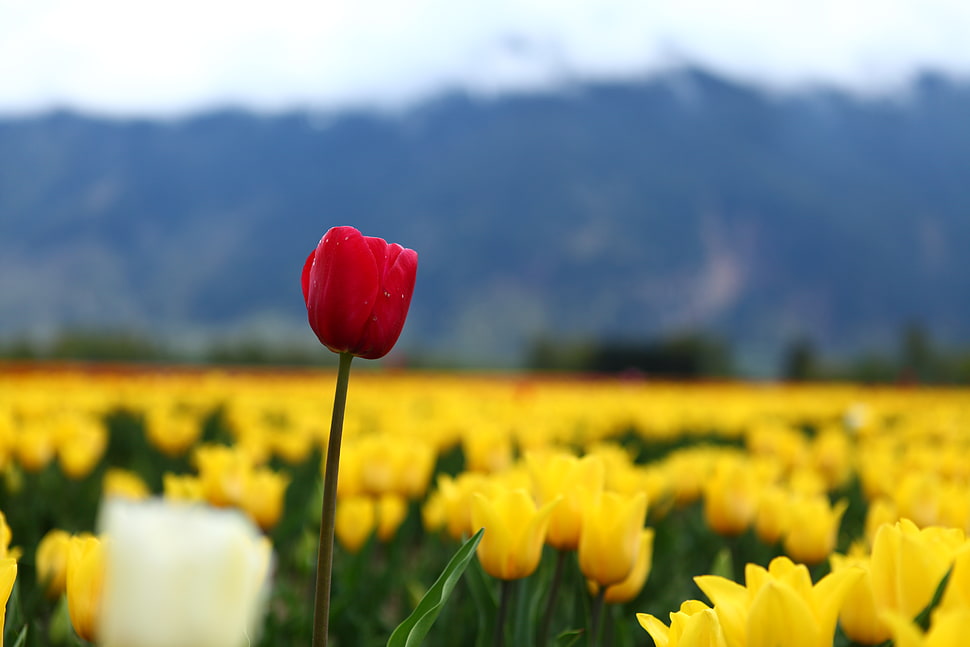 selective focus photo of red petaled flower, canada HD wallpaper