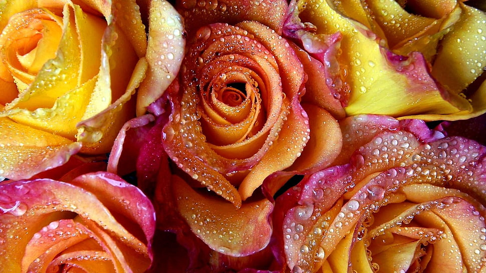orange and yellow Roses macro photography HD wallpaper