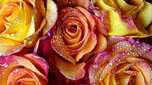orange and yellow Roses macro photography