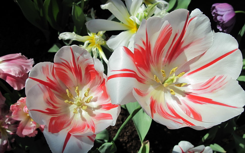 white and red petaled flower, tulips, flowers, nature, white flowers HD wallpaper