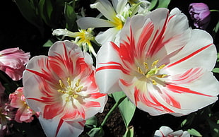 white and red petaled flower, tulips, flowers, nature, white flowers