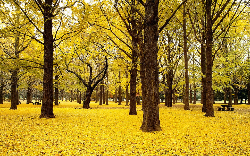 green leaf trees landscape photograph HD wallpaper