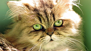 close up photography of brown and black long-fur cat