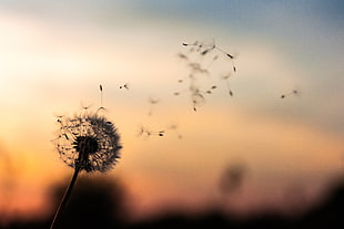 silhouette photography of dandelion during sunset