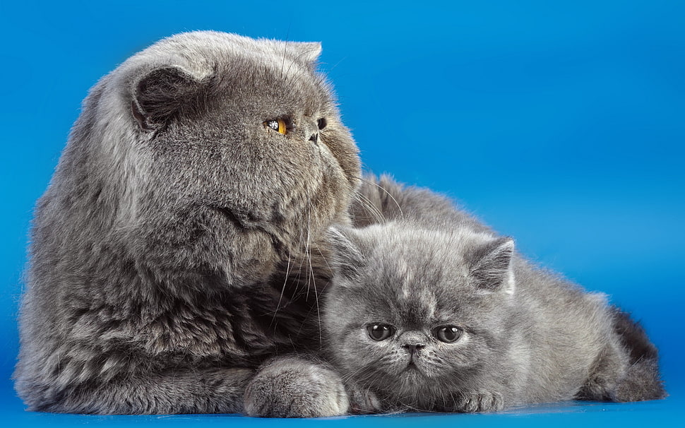 two long-fur gray cats HD wallpaper