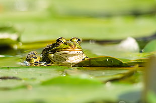 frog on lake photography