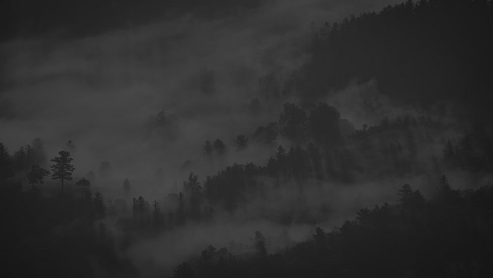 grayscale photo of mountain, mist, forest, nature, trees HD wallpaper